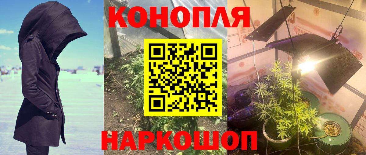 Бошки Шишки конопля Малгобек